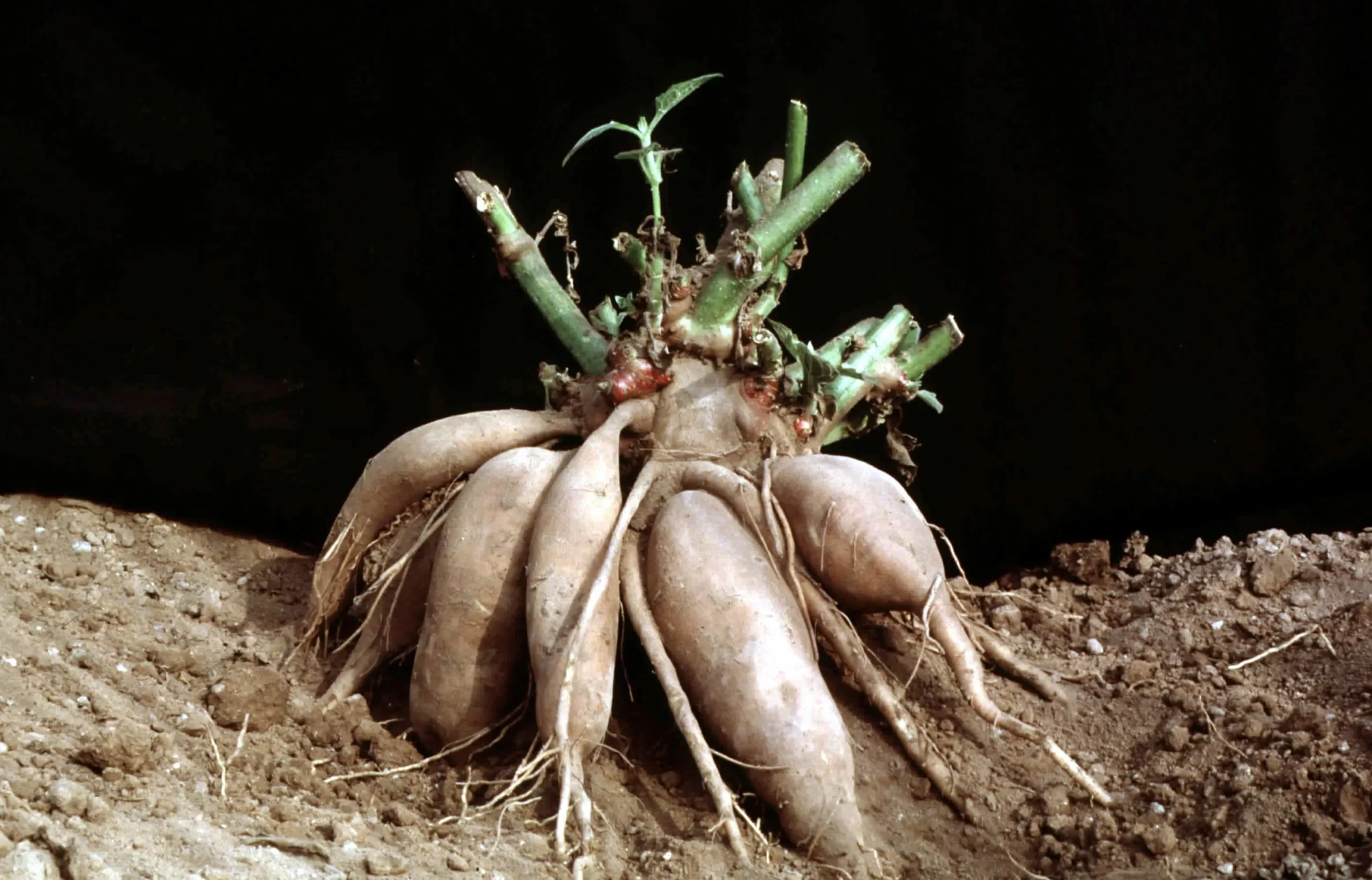 Георгин Крими Уим